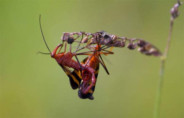 "Soi" loài ruồi bọ cạp có đời sống tình dục bạo lực 6