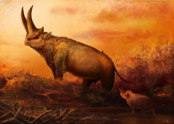Sự thật là tổ tiên của voi và tê giác cổ đại có vẻ ngoài "quái dị" hơn ngày nay nhiều! 8