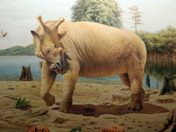 Sự thật là tổ tiên của voi và tê giác cổ đại có vẻ ngoài "quái dị" hơn ngày nay nhiều! 6