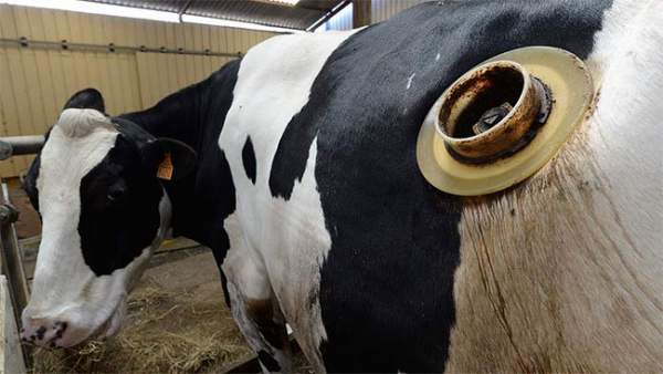 Thực hư về những cái lỗ to được khoét trên bụng con bò sữa đang gây phẫn nộ 9