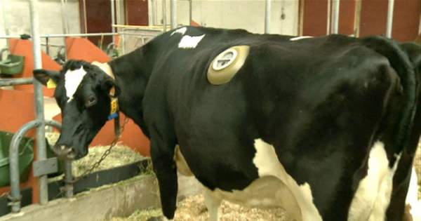 Thực hư về những cái lỗ to được khoét trên bụng con bò sữa đang gây phẫn nộ 5