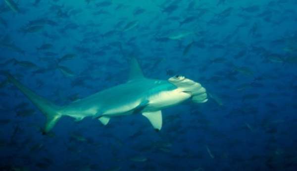Cá mập đầu búa - một trong những loài cá mập kì dị nhất thế giới 2