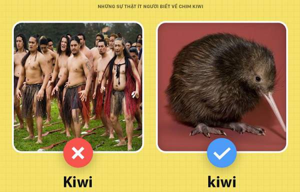 Những sự thật ít người biết về chim kiwi 4