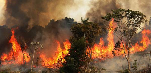 Xót xa nhìn những con thú chết cháy khi rừng Amazon bị "bà hỏa" ghé thăm 6