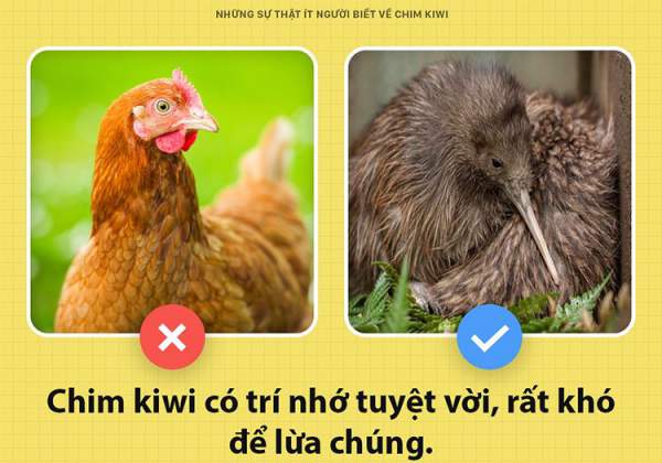 Những sự thật ít người biết về chim kiwi 5