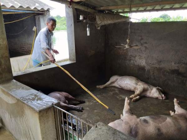 Quy trình xử lý lợn chết do dịch bệnh 2