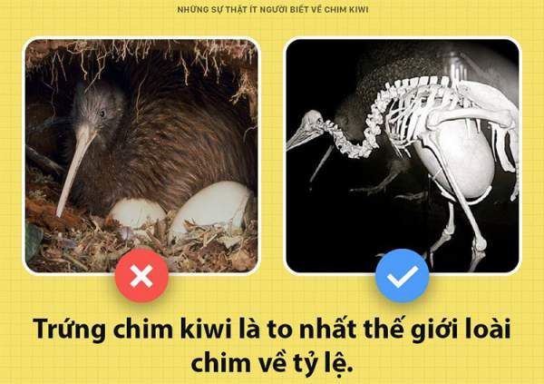 Những sự thật ít người biết về chim kiwi 2
