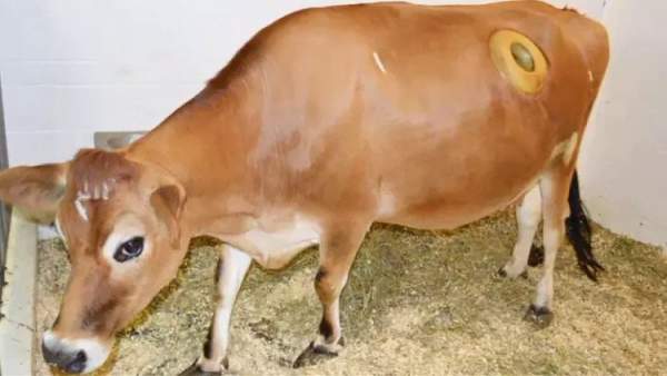 Thực hư về những cái lỗ to được khoét trên bụng con bò sữa đang gây phẫn nộ 2