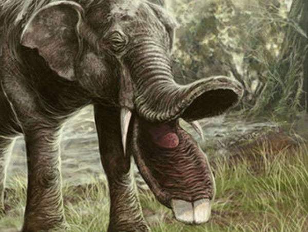 Sự thật là tổ tiên của voi và tê giác cổ đại có vẻ ngoài "quái dị" hơn ngày nay nhiều! 5