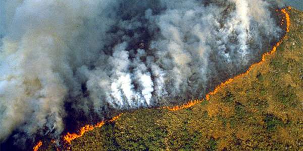 Xót xa nhìn những con thú chết cháy khi rừng Amazon bị "bà hỏa" ghé thăm 2