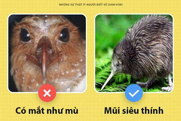 Những sự thật ít người biết về chim kiwi 3