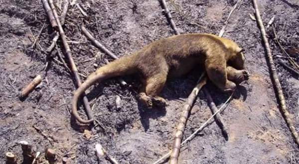 Xót xa nhìn những con thú chết cháy khi rừng Amazon bị "bà hỏa" ghé thăm 8