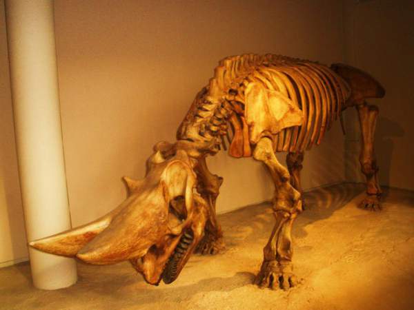 Sự thật là tổ tiên của voi và tê giác cổ đại có vẻ ngoài "quái dị" hơn ngày nay nhiều! 9