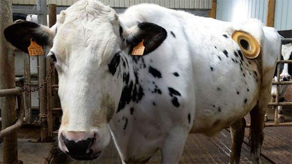 Thực hư về những cái lỗ to được khoét trên bụng con bò sữa đang gây phẫn nộ 8