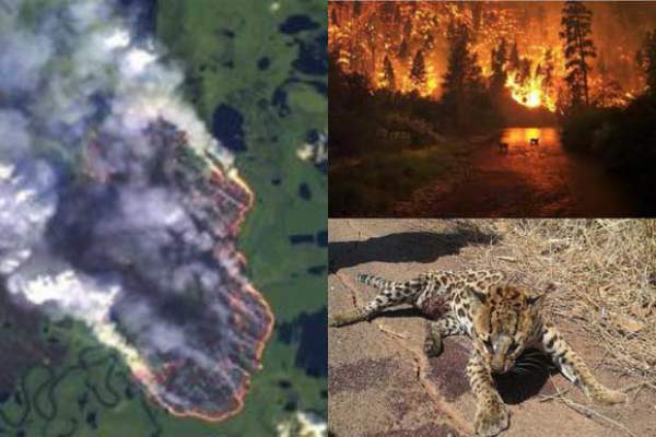 Loạt ảnh gây sốc về rừng Amazon bùng cháy với tốc độ kỷ lục 13