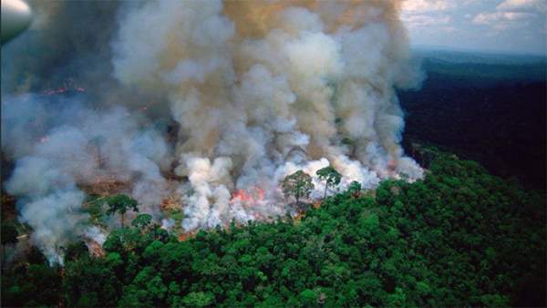 Xót xa nhìn những con thú chết cháy khi rừng Amazon bị "bà hỏa" ghé thăm 5
