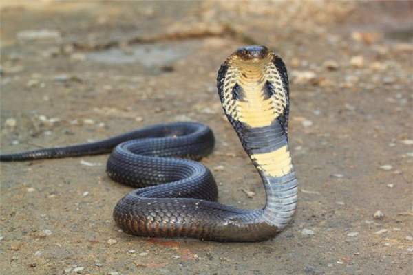 Những loài rắn độc ở Việt Nam 8