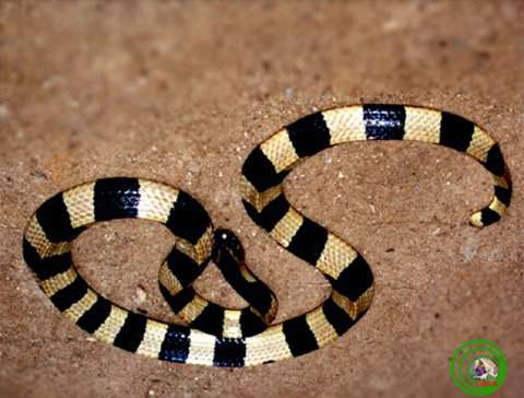 Những loài rắn độc ở Việt Nam 11