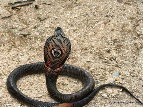 Những loài rắn độc ở Việt Nam 9