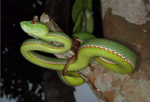 Những loài rắn độc ở Việt Nam 4