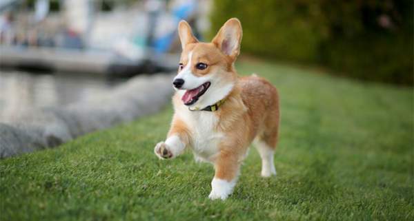 Chó Corgi – Giống chó chân ngắn đẹp nhất thế giới 2