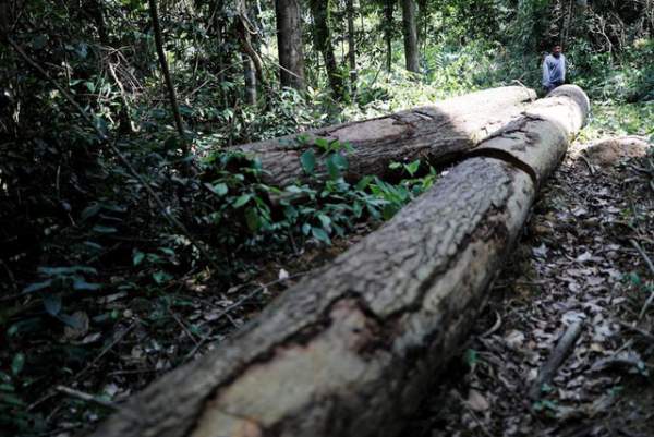 Thảm cảnh của thổ dân rừng Amazon khi “lá phổi xanh” ngày càng teo nhỏ 9