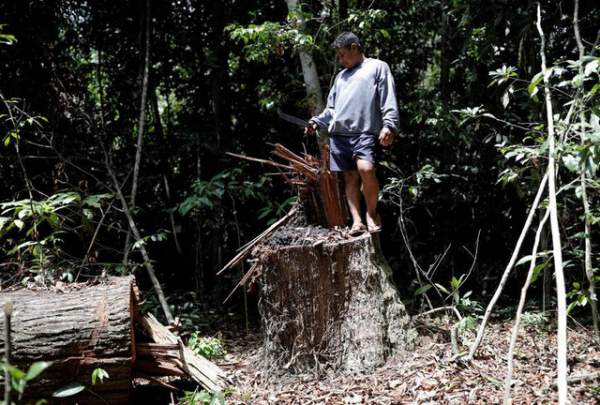Thảm cảnh của thổ dân rừng Amazon khi “lá phổi xanh” ngày càng teo nhỏ 11