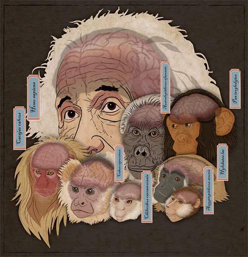 Hộp sọ kì lạ của loài khỉ cổ đại tiết lộ bí mật về cách thức bộ não của các loài linh trưởng phát triển 2