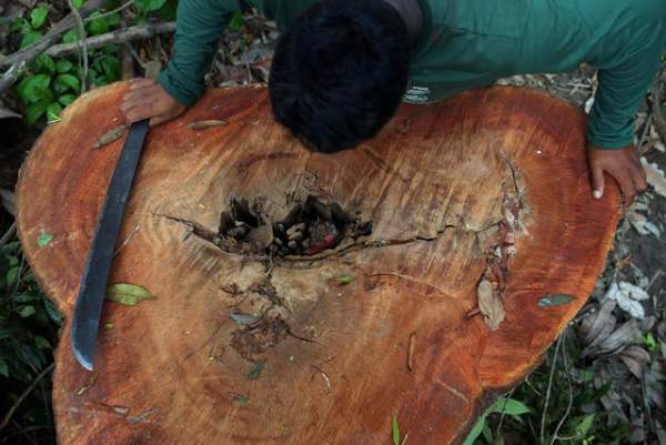 Thảm cảnh của thổ dân rừng Amazon khi “lá phổi xanh” ngày càng teo nhỏ 2