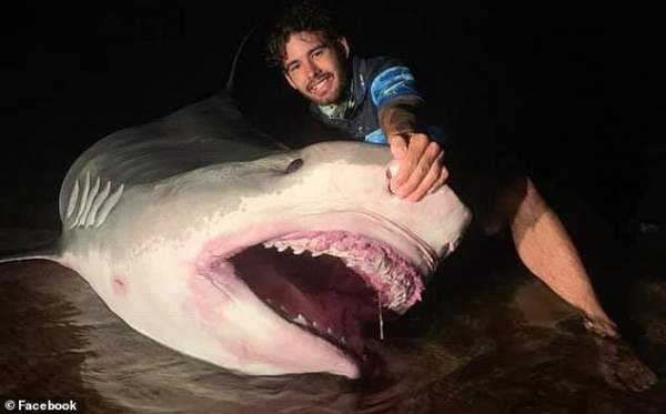 Úc: Cá mập hổ khổng lồ dài 5 mét bị ngư dân khuất phục 2