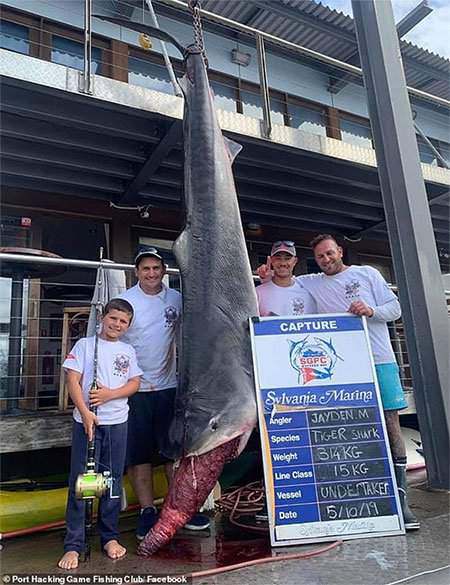 Cậu bé 8 tuổi câu được cá mập hổ “khủng” 314kg, phá kỷ lục thế giới suốt 22 năm 2