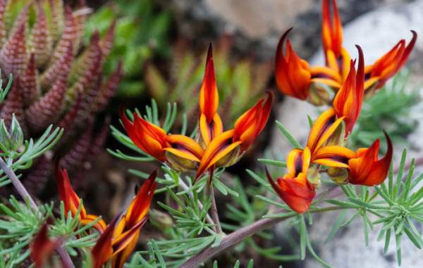 13 loài hoa hiếm và đẹp nhất thế giới 3