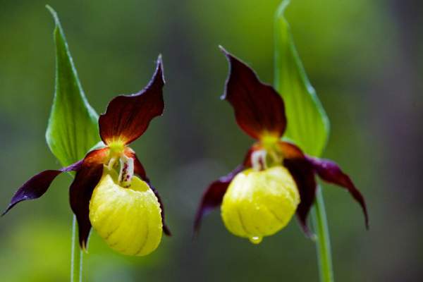 13 loài hoa hiếm và đẹp nhất thế giới 8