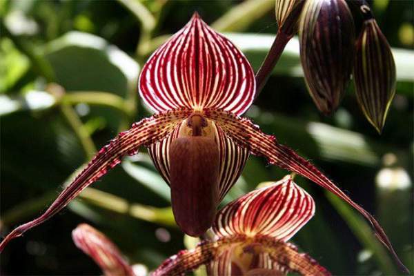 13 loài hoa hiếm và đẹp nhất thế giới 13