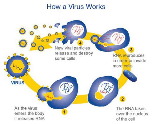 Những sự thật ít người biết về virus: Chúng đến từ đâu, lây lan và gây bệnh như thế nào? 3