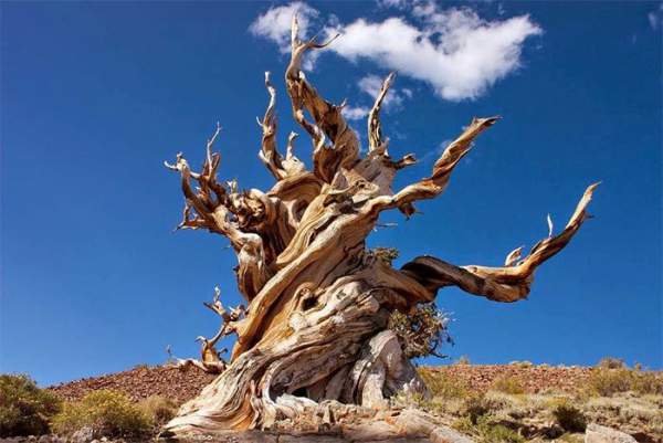 Tại sao có loài cây sống hơn 1.000 năm? 3