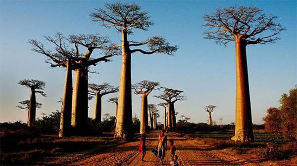 Tại sao có loài cây sống hơn 1.000 năm? 2