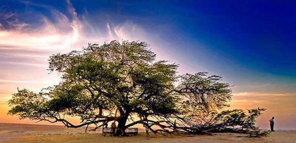13 loài cây kì lạ bậc nhất trên Trái đất 14