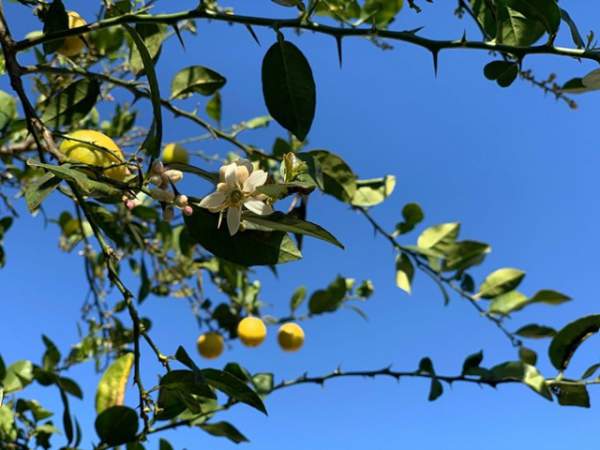 Thích thú vườn cây trĩu quả của Phương Thảo - Ngọc Lễ tại Mỹ 4