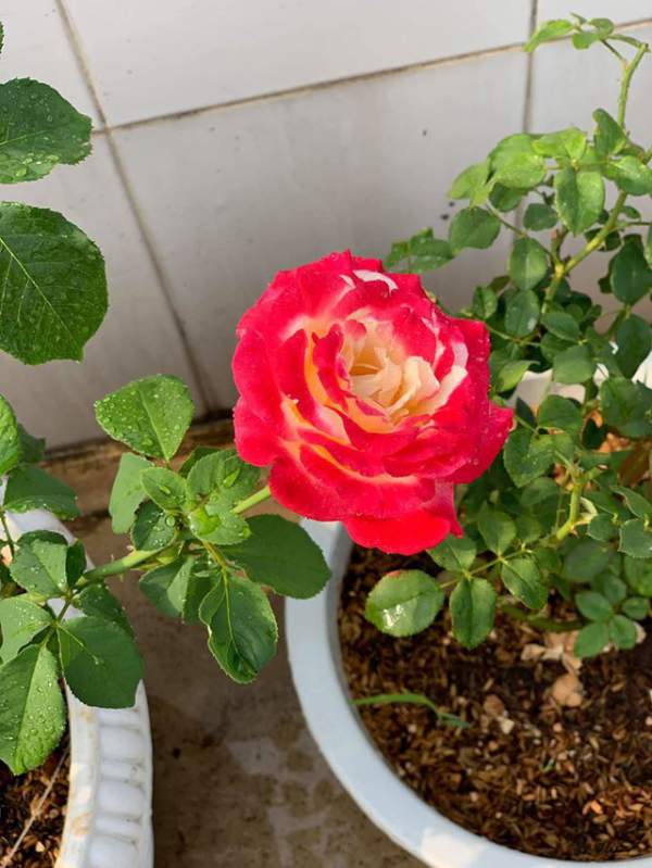 Ngắm khu vườn ngập hoa hồng trên ban công của Khánh Thi- Phan Hiển 16