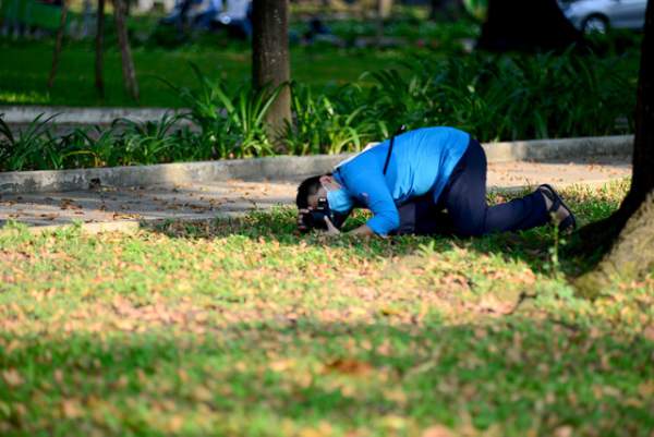 Giới trẻ đổ xô đi chụp hoa chò rơi ở trung tâm TPHCM 6