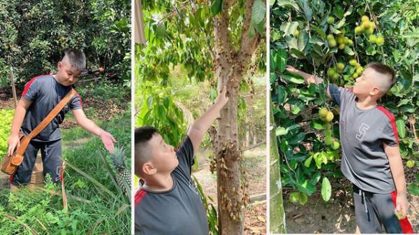 Vườn trái cây trĩu quả của gia đình diễn viên Lê Phương ở Tây Ninh 4