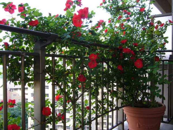 Kỹ thuật trồng hoa hồng leo đơn giản trong chậu 4