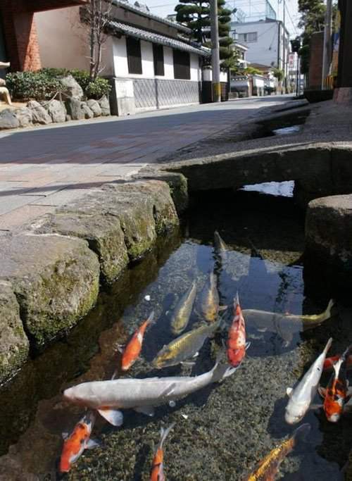 Chứng minh độ sạch của cống rãnh, Nhật Bản nuôi cá Koi thành từng đàn dưới làn nước cống trong vắt 3