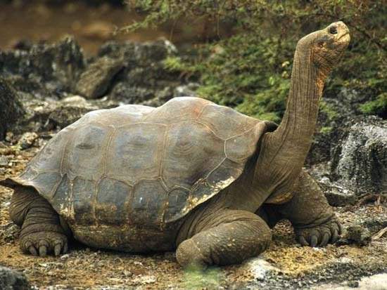 15 loài động vật sống lâu nhất quả đất 12
