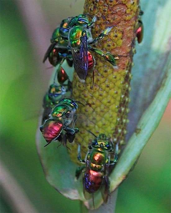 Ong phong lan, loài vật "màu mè" nhất trong thế giới côn trùng nhưng lại không biết làm mật 4