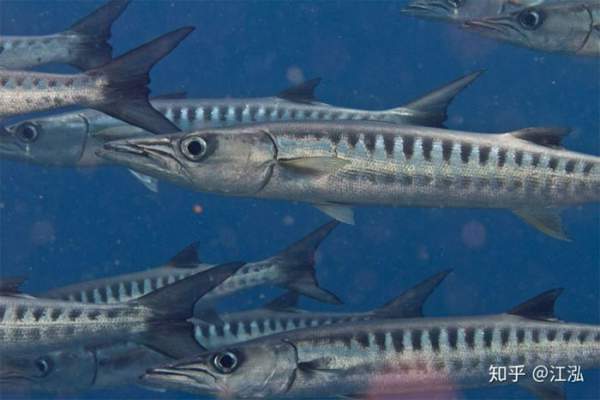 Phát hiện loài "cá kiếm" cổ đại với hàm răng sắc nhọn ngoại cỡ 2