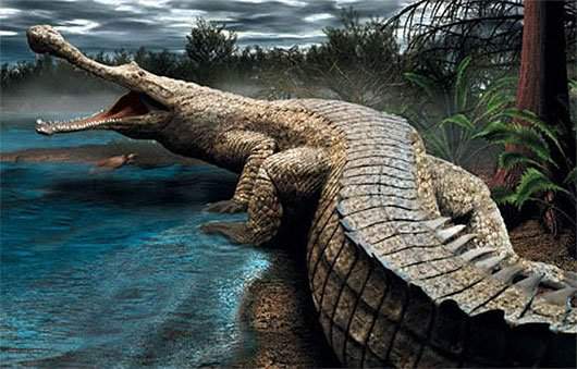 Kinh ngạc loài cá sấu dài bằng toa tàu, nặng chục tấn 5