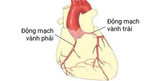 Cách trái tim hoạt động và bơm máu khắp cơ thể 2