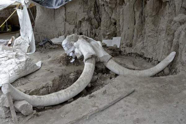 Phát hiện bẫy voi ma mút 15.000 năm tuổi ở Mexico 3